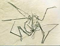 2 - Pterodactyle, squelette